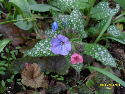 Pulmonaria-Smlg 17.jpg