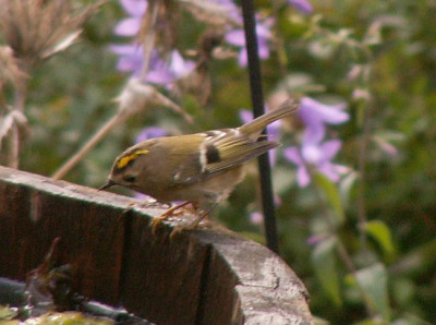 Goldhaehnchen-10-06.jpg