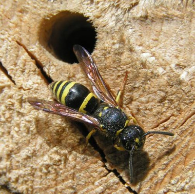 Ancistrocerus_nigricornis_-_Lehmwespe_02.jpg