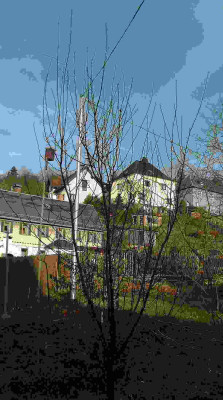 Schlehe15.jpg