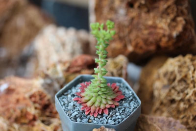 Sedum valens 02.04.17.jpg