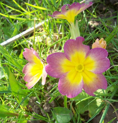 100_6838 Stengelprimel im Gras.jpg
