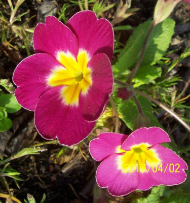 100_6841 Stengelprimel mit weißen Rand.jpg