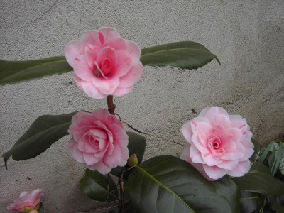 PICT1637.JPG