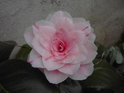 PICT1636.JPG
