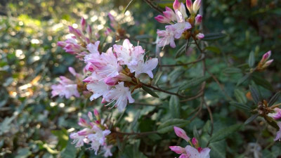 WP_20170402_019 Rhododendron hemitrichotum.jpg