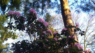 WP_20170402_029 Rhododendron racemosum Rock Rose.jpg