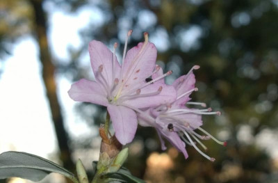 WP_20170402_030 Rhododendron racemosum CH&M2606 Yunnan light rose.jpg
