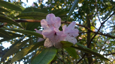 WP_20170402_035 Rhododendron floribundum C5090.jpg