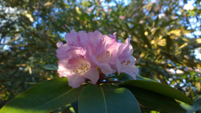 WP_20170402_040 Rhododendron vernicosum Rhantum.jpg