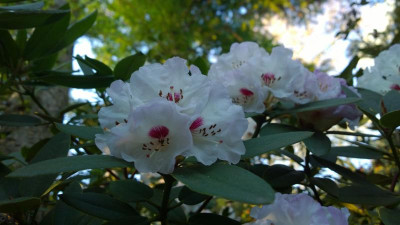 WP_20170402_042 Rhododendron pseudochrysanthum Trompenburg.jpg