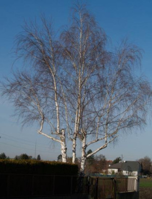 2006-10-30_birke_trunc.jpg