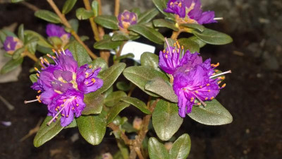 WP_20170402_052 Rhododendron russatum Blue Black.jpg
