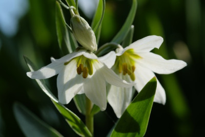 Fritillaria bucharica.JPG