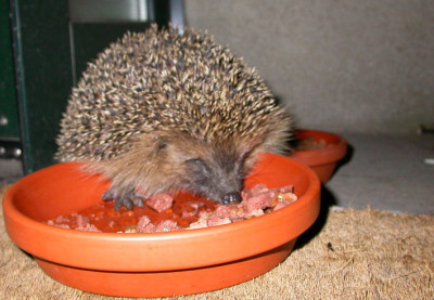 Igel_auf_der_Matte.jpg
