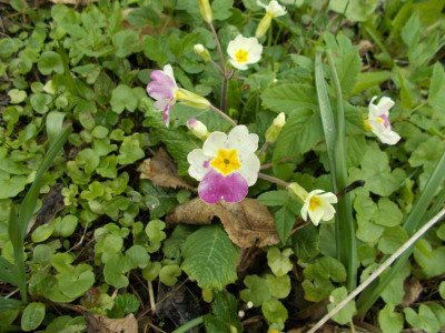 2017-04-02 11.45.45.jpg