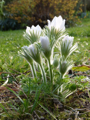 2017-04-01 Pulsatilla 1.jpg