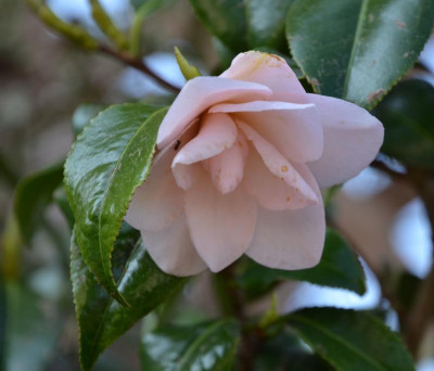 Camellia-Hagoromo.17-1.jpg