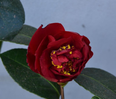 Camellia-BobHope.17-1.jpg