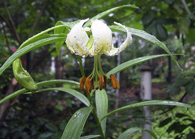 xanthellum_v_luteum.jpg