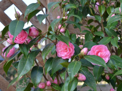 Camellia-Spring-Festival.17-1.jpg
