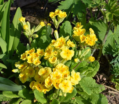 Primula-gelb.17-1.jpg