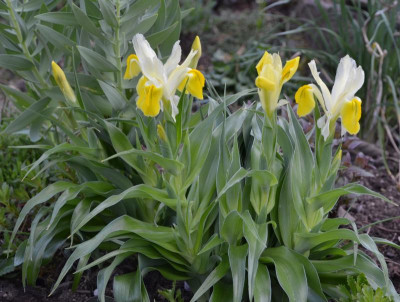 Iris_bucharica.17-1.jpg