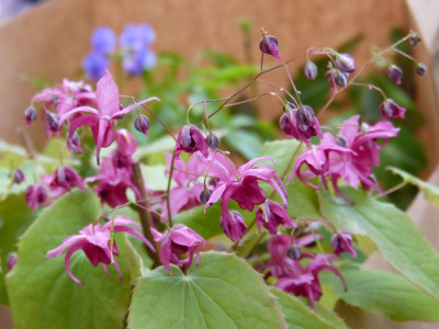 2017-04-02 Epimedium 'Royal Purple'.jpg