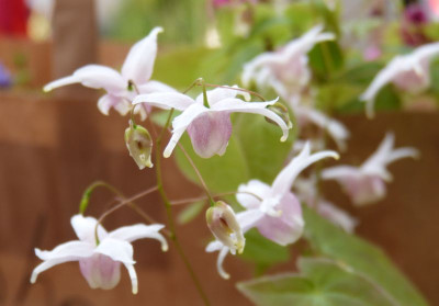 2017-04-02 Epimedium 'Perrine's White'.jpg