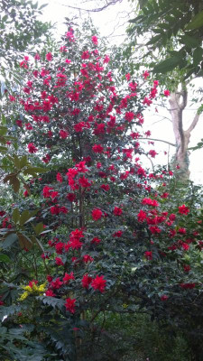 WP_20170401_013 Camellia X Freedom Bell.jpg