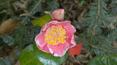 WP_20170402_022 Camellia japonica O-aso.jpg