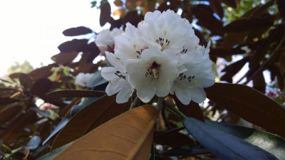 WP_20170403_016 Rhododendron  rex ssp.fictolacteum.jpg