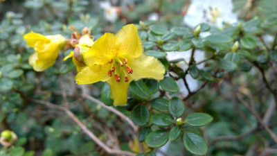 WP_20170403_019 Rhododendron megeratum Bodnant.jpg