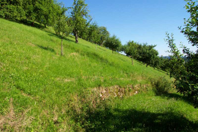 wiesesteil.jpg