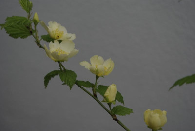 _IGP8957.JPG