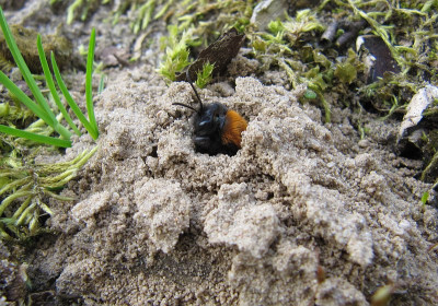 IMG_9482_Andrena_fulva_im_Vorgarten_2April2017_.jpg
