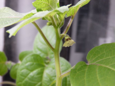 2017-04-03 Physalis 'Maya'.jpg