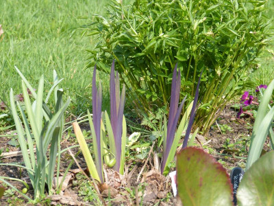 2017-04-02 Iris versicolor 'Gerald Darby'.jpg
