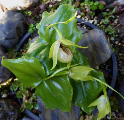 Cypripedium debile ...  3.4.17 036.jpg
