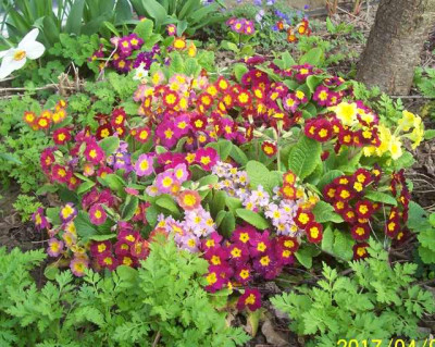 100_6855 Primel unter Blutpfirsich.jpg