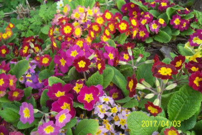 100_6856 Primel unter Blutpfirsich.jpg