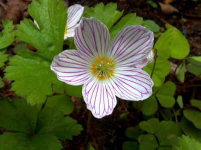Oxalis_P4240102.JPG