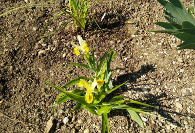 Iris_bucharica_020417.jpg