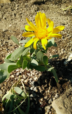 Othonna_020417.jpg