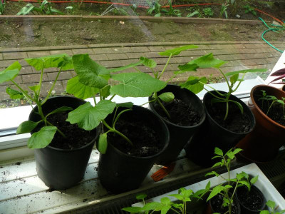 P1220259.JPG