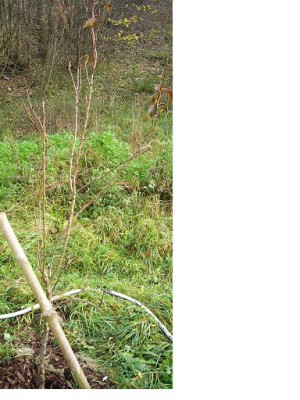 birnenbaum2.jpg