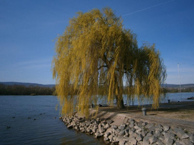 484.JPG