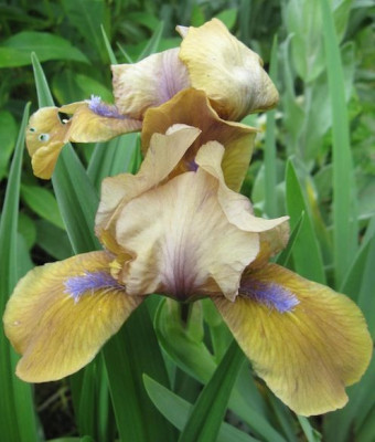 Iris barb.jpg