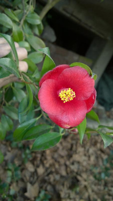 WP_20170404_032 Camellia japonica Kon Wabisuke.jpg
