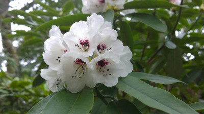 WP_20170404_041 Rhododendron maculiferum.jpg